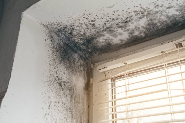 Affordable Mold Cleanup solutions in Port Jefferson, NY